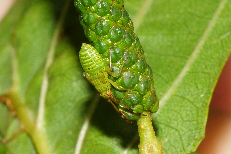 Pantilius tunicatus (Fabricius, 1781) &copy; Hans Jonkman