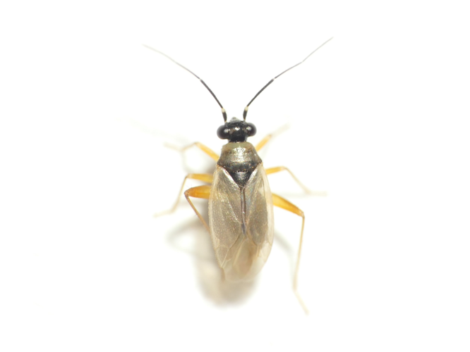Tytthus pygmaeus (Zetterstedt, 1838) &copy; Dick Belgers