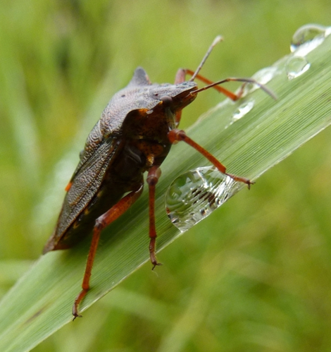 Pentatoma rufipes (Linnaeus, 1758) &copy; Hans Jonkman