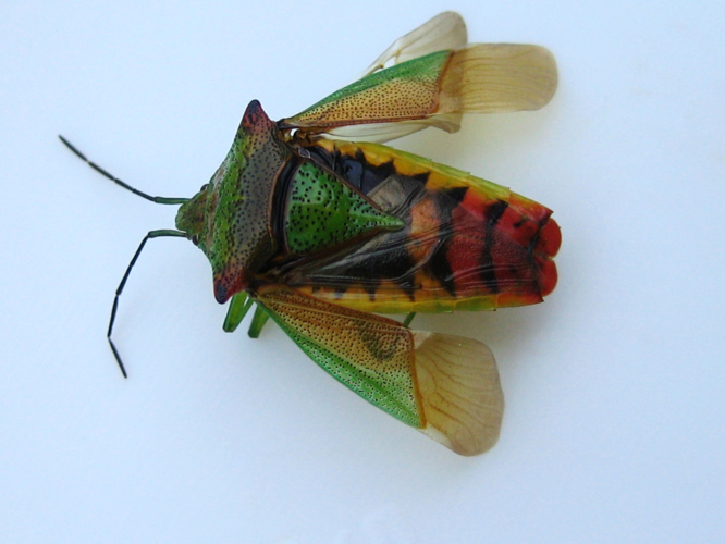 Acanthosoma haemorrhoidale (Linnaeus, 1758) &copy; Martien van den Heuvel