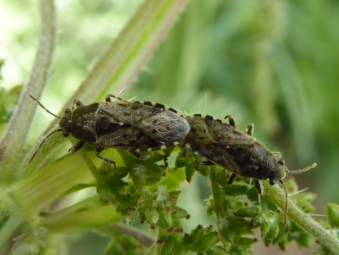 Heterogaster urticae (Fabricius, 1775) &copy; Tjerk Nawijn