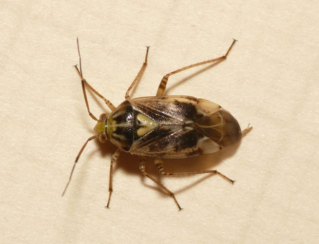 Lygus rugulipennis Poppius, 1911 &copy; Dick Belgers