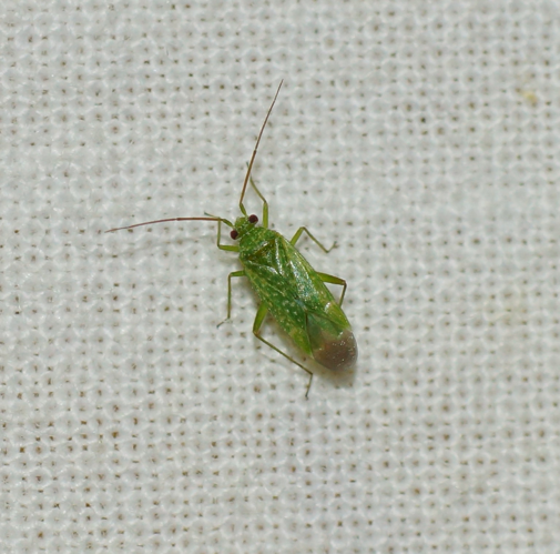 Orthotylus flavosparsus (Sahlberg, 1841) &copy; Gerard Lommen