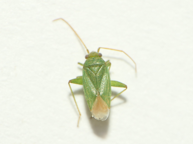 Orthotylus moncreaffi (Douglas & Scott, 1874) &copy; Dick Belgers