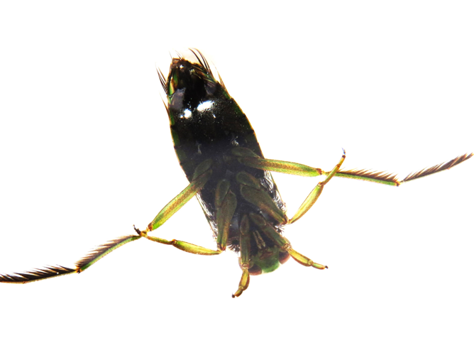 Notonecta glauca Linnaeus, 1758 &copy; Martien van den Heuvel
