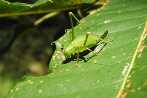 Leptophyes punctatissima © Bastien Moisan