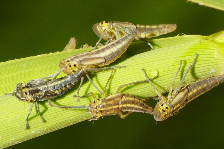 Cicadella viridis (Linnaeus, 1758) &copy; Hans Jonkman