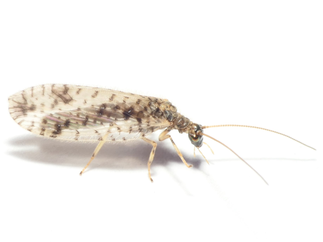 Micromus variegatus (Fabricius, 1793) &copy; Dick Belgers