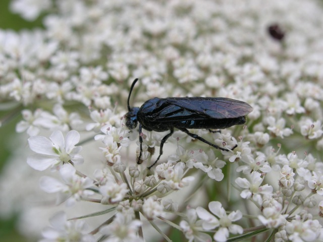 Arge gracilicornis (Klug, 1814) &copy; Dick Belgers