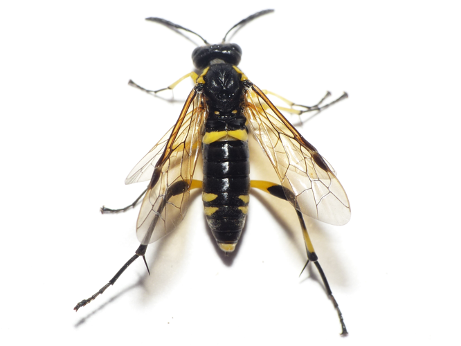 Macrophya montana (Scopoli, 1763) &copy; Dick Belgers