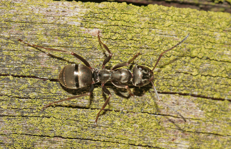Formica fusca Linnaeus, 1758 &copy; Jan Kersten