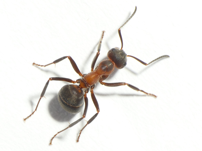 Formica pratensis Retzius, 1783 &copy; Dick Belgers