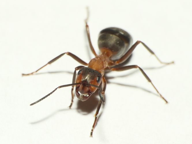 Formica rufa Linnaeus, 1761 &copy; Dick Belgers