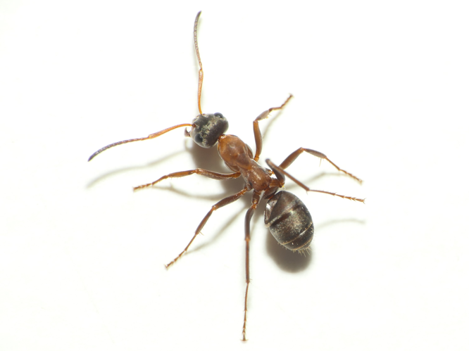 Formica rufibarbis Fabricius, 1793 &copy; Dick Belgers