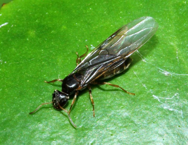 Lasius brunneus (Latreille, 1798) &copy; Petra Fleurbaaij