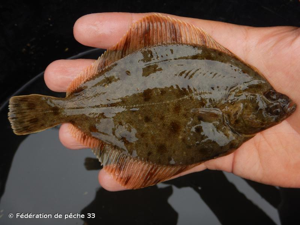  © Fédération de pêche 33