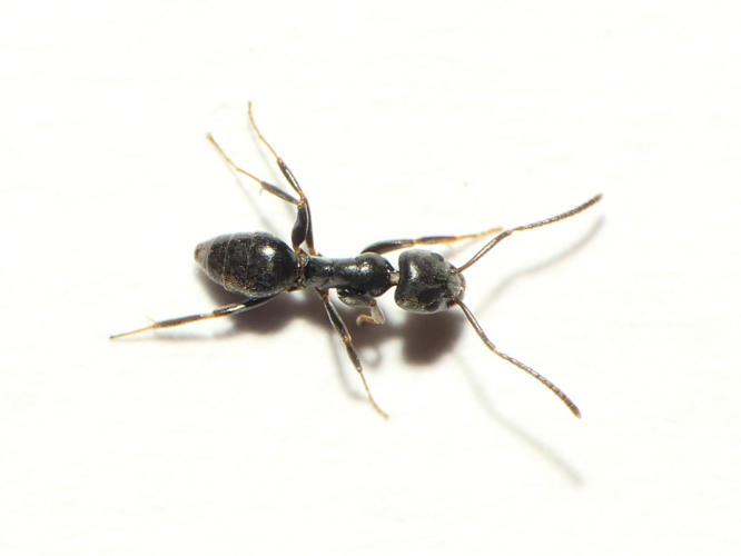 Tapinoma erraticum (Latreille, 1798) &copy; Dick Belgers
