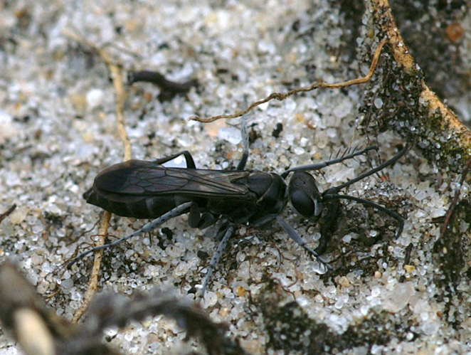 Pompilus cinereus (Fabricius, 1775) &copy; Henk van Woerden