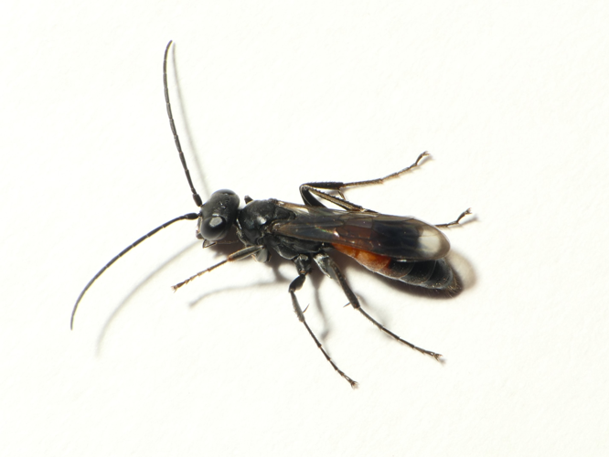 Priocnemis fennica Haupt, 1927 &copy; Dick Belgers