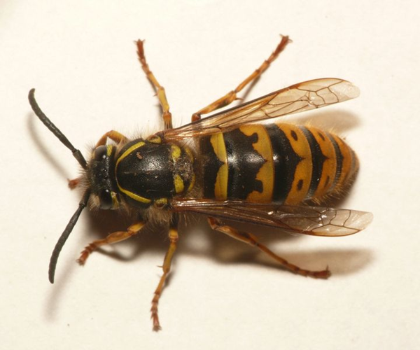 Vespula vulgaris (Linnaeus, 1758) &copy; Dick Belgers