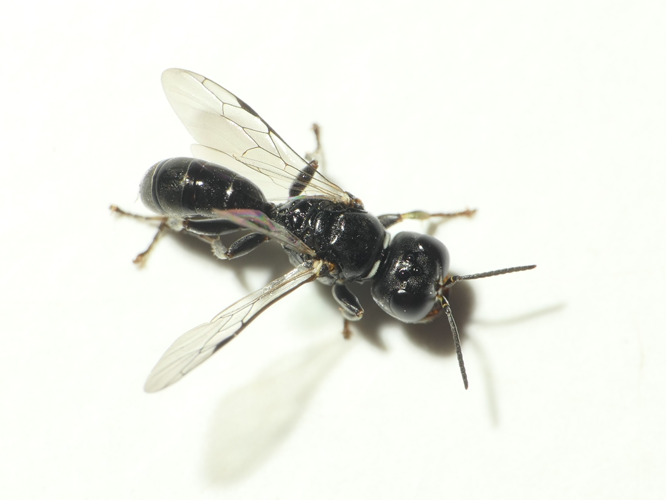 Crossocerus elongatulus (Vander Linden, 1829) &copy; Dick Belgers