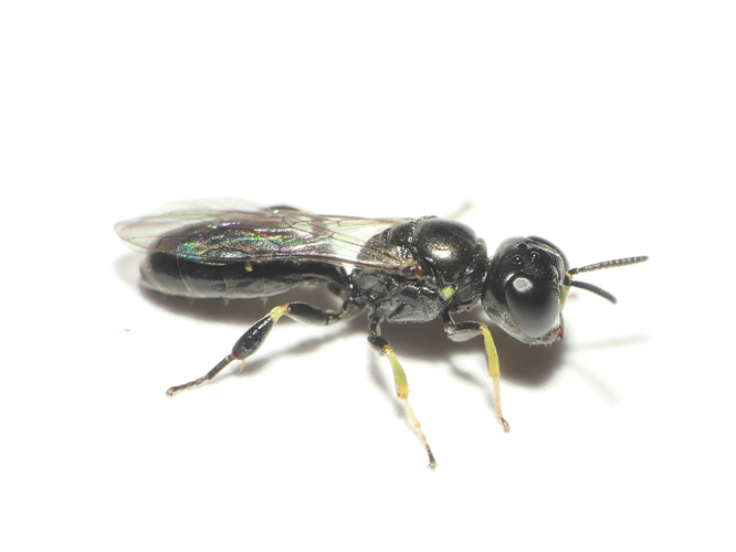 Crossocerus podagricus (Vander Linden, 1829) &copy; Dick Belgers