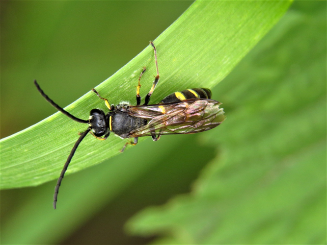 Argogorytes mystaceus (Linnaeus, 1761) &copy; Martien van den Heuvel