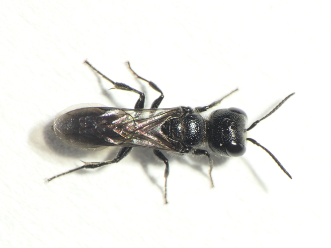 Pemphredon lethifer (Shuckard, 1837) s.l. &copy; Dick Belgers
