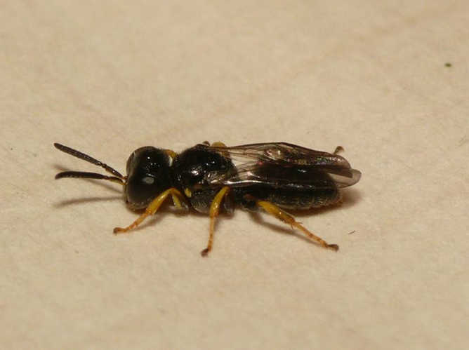 Entomognathus brevis (Vander Linden, 1829) &copy; Dick Belgers