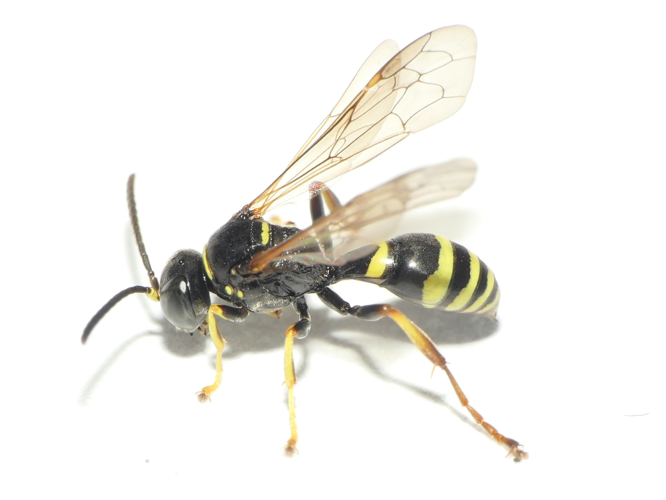 Gorytes quinquecinctus (Fabricius, 1793) &copy; Dick Belgers
