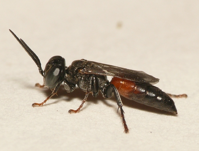 Tachysphex pompiliformis (Panzer, 1805) s.l. &copy; Dick Belgers