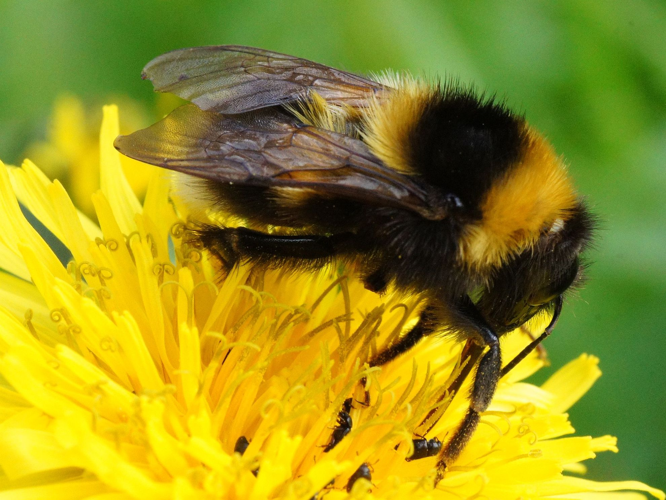 Bombus hortorum (Linnaeus, 1761) &copy; Hans Jonkman