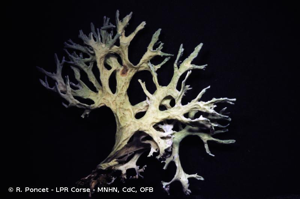  © R. Poncet - LPR Corse - MNHN, CdC, OFB