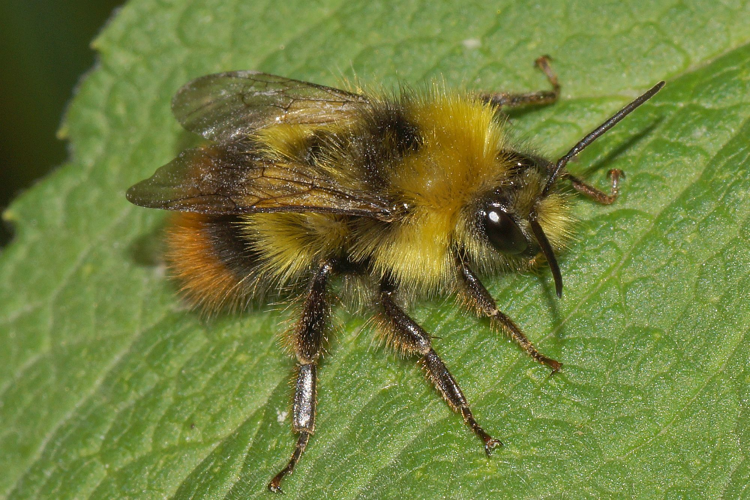Bombus pratorum (Linnaeus, 1761) &copy; Hans Jonkman