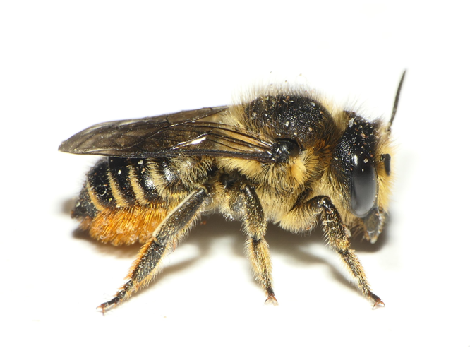 Megachile centuncularis (Linnaeus, 1758) &copy; Dick Belgers