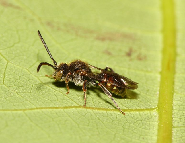 Nomada flavoguttata (Kirby, 1802) &copy; Dick Belgers