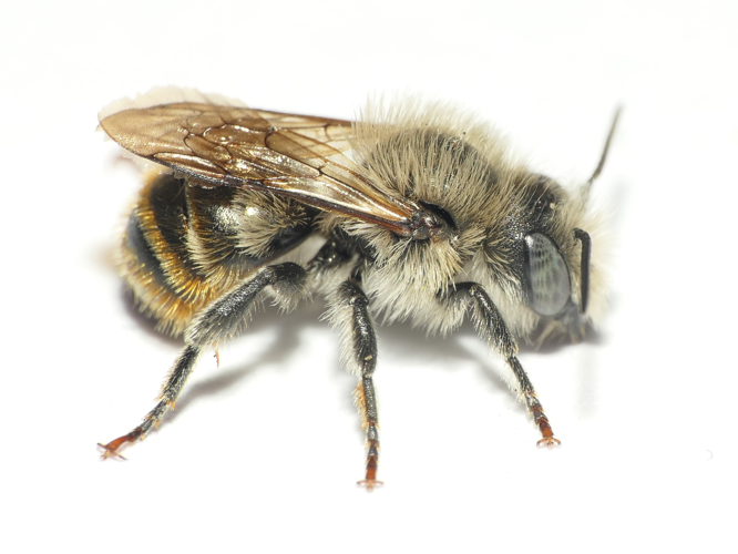 Osmia aurulenta (Panzer, 1799) &copy; Dick Belgers