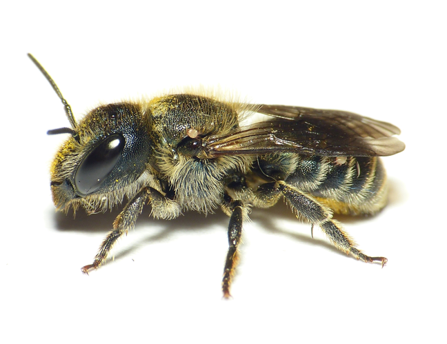 Osmia caerulescens (Linnaeus, 1758) &copy; Dick Belgers