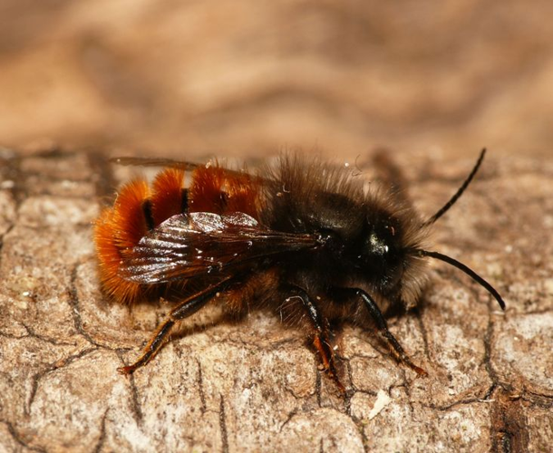 Osmia cornuta (Latreille, 1805) &copy; Dick Belgers