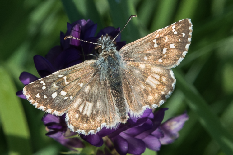 Pyrgus armoricanus (Oberthür, 1910) &copy; Steeman Chris