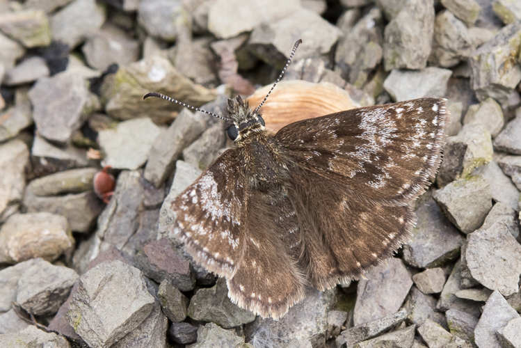Erynnis tages (Linnaeus, 1758) &copy; Steeman Chris