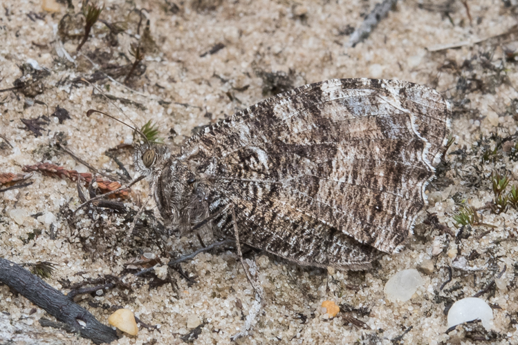 Hipparchia semele (Linnaeus, 1758) &copy; Steeman Chris