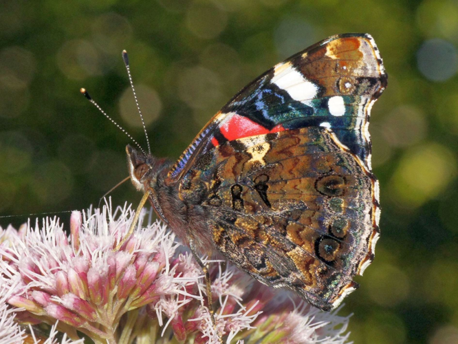 Vanessa atalanta (Linnaeus, 1758) &copy; Hans Jonkman