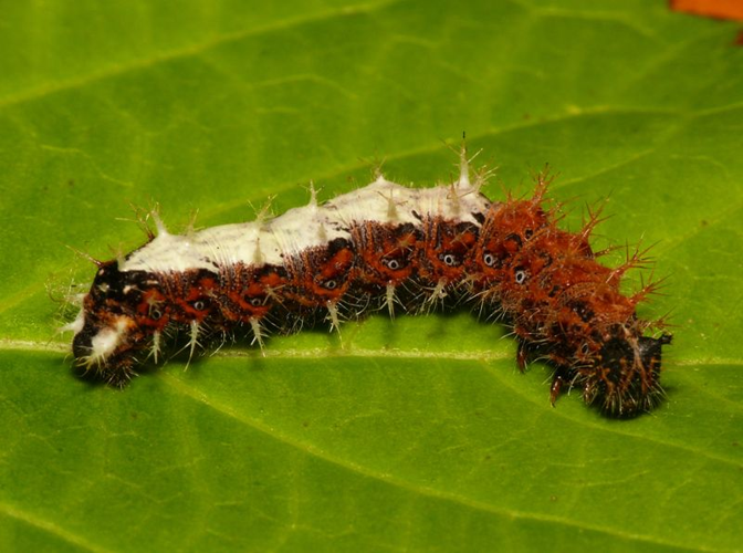 Polygonia c-album (Linnaeus, 1758) &copy; Dick Belgers