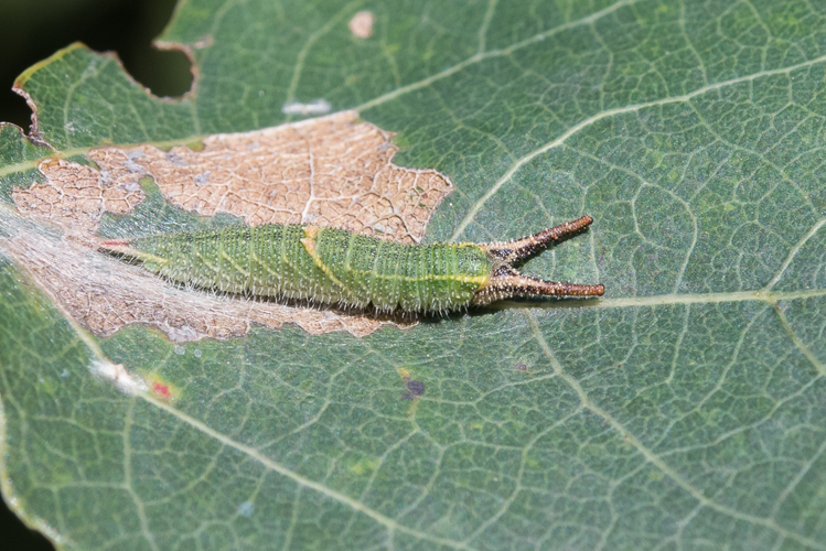 Apatura ilia (Denis & Schiffermüller, 1775) &copy; Steeman Chris