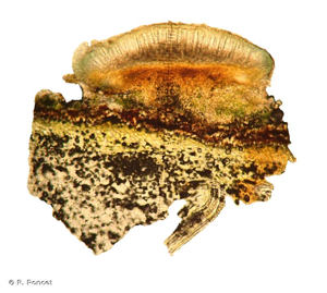 <i>Lecidella elaeochroma</i> (Ach.) M.Choisy, 1950 © R. Poncet