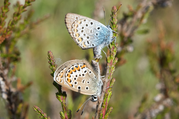 Plebejus argus (Linnaeus, 1758) &copy; Steeman Chris