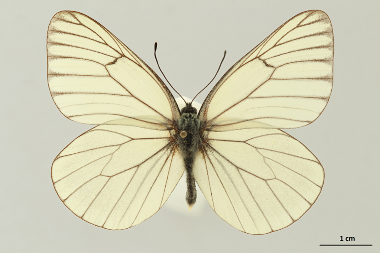 Aporia crataegi (Linnaeus, 1758) &copy; RBINS