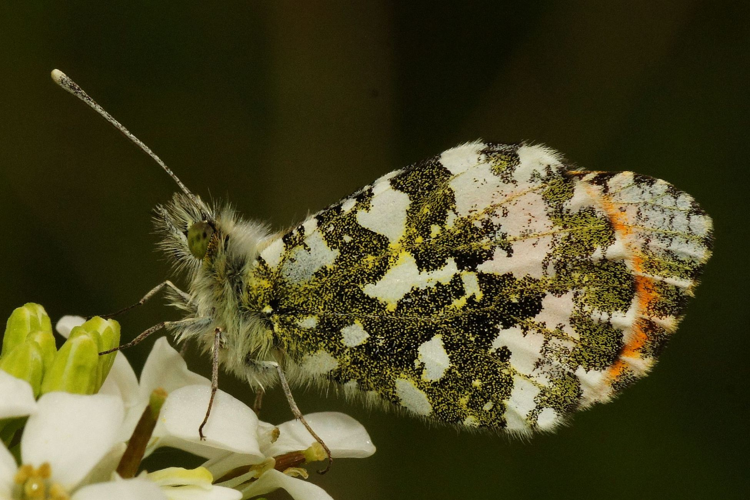 Anthocharis cardamines (Linnaeus, 1758) &copy; Hans Jonkman