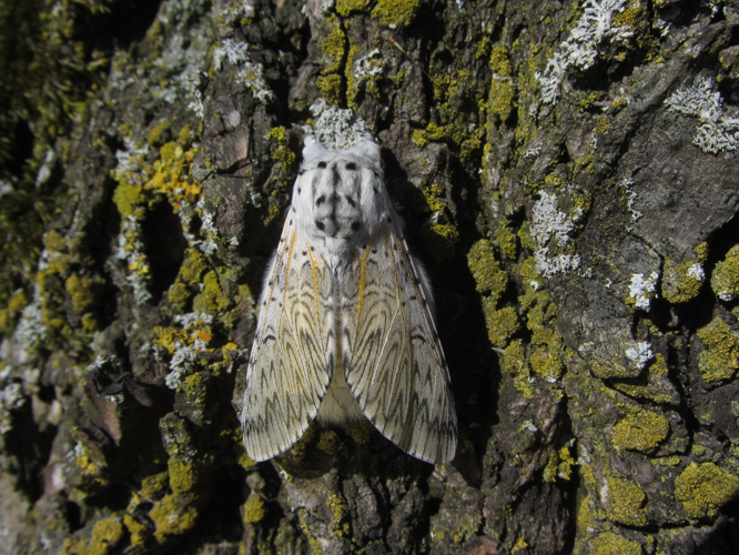 Cerura vinula (Linnaeus, 1758) &copy; Laurent Kets